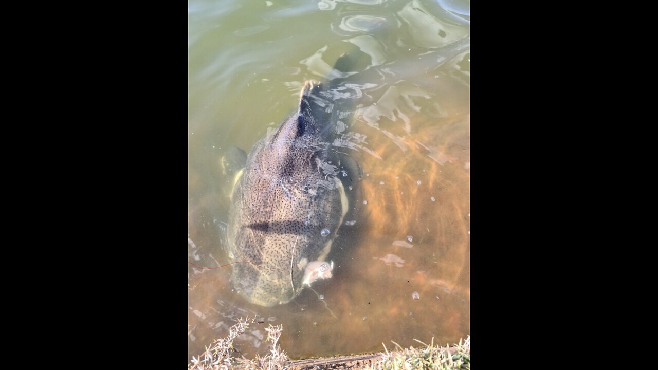 Amazing Redtail Catfish From Brazil