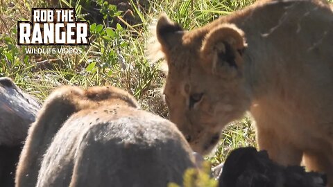 Marsh Lion Pride With A Meal | Maasai Mara Safari | Zebra Plains