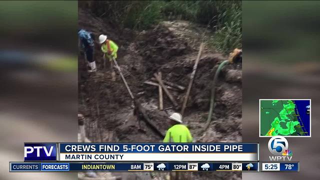 Crews find 5-foot alligator clogging pipe in Martin County