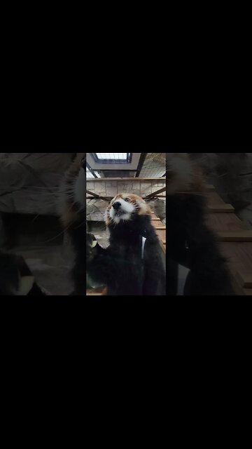 #redpanda are the cutest animals you can see. the #tennojizoo has a great exhibit if you can make it