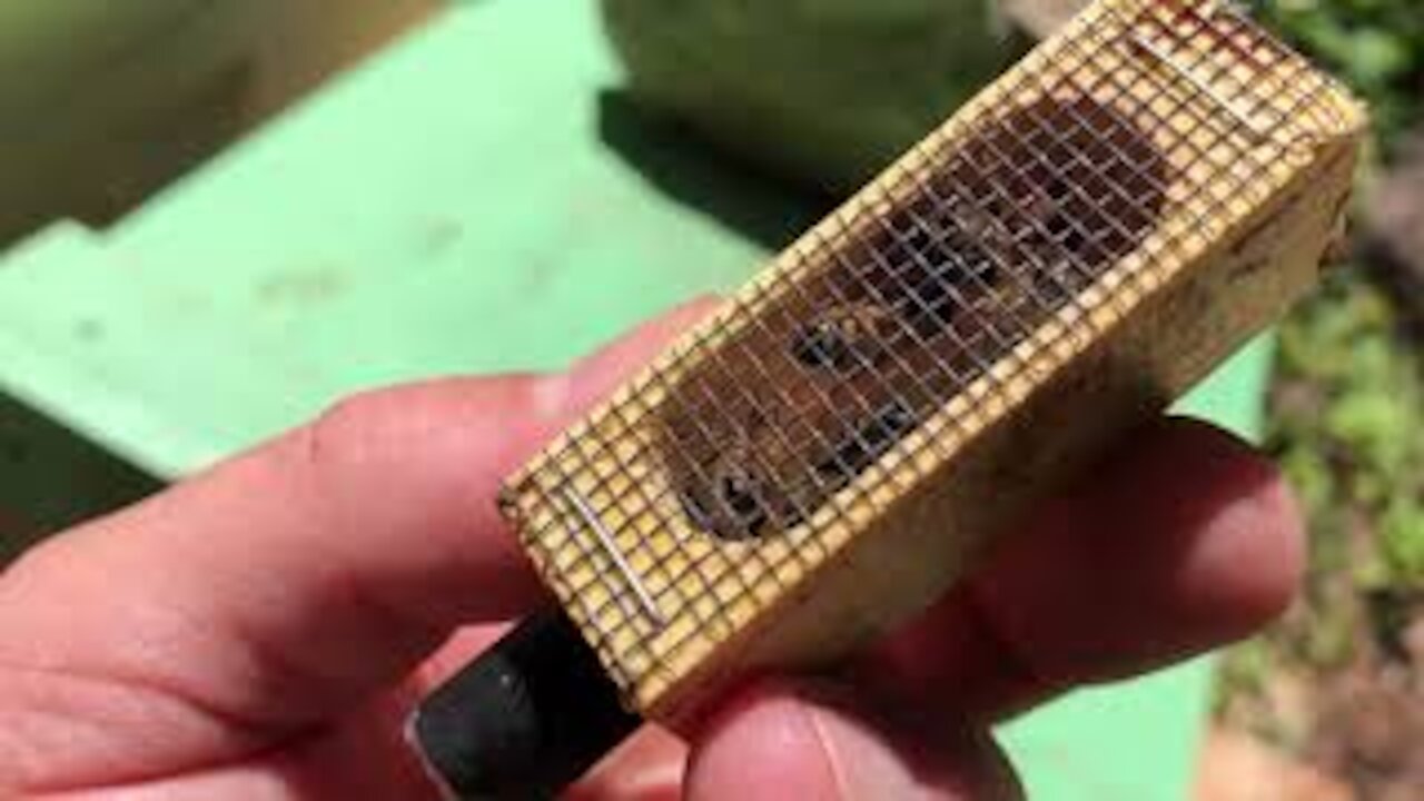 Adding mated queens to 2 hives