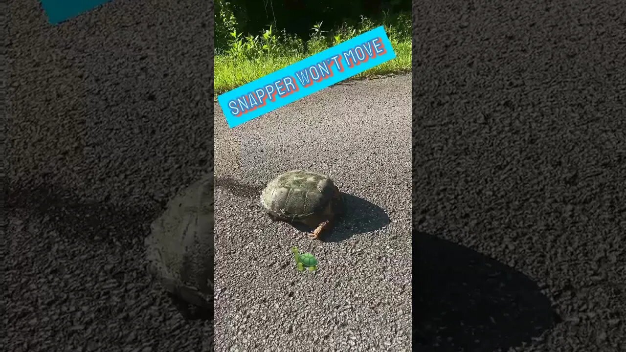 Snapping Turtle 🐢 won’t move out of the road. #shorts #prepperboss #turtle #turtles