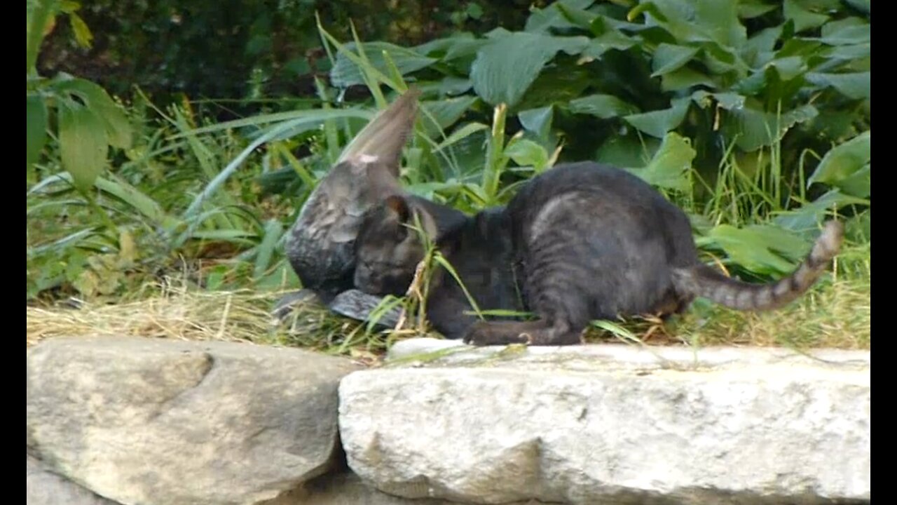 Cat Catch the Pigeon