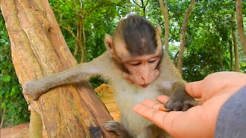 A Woman Feeds Monkey