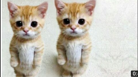 Cute and funny cat video 2