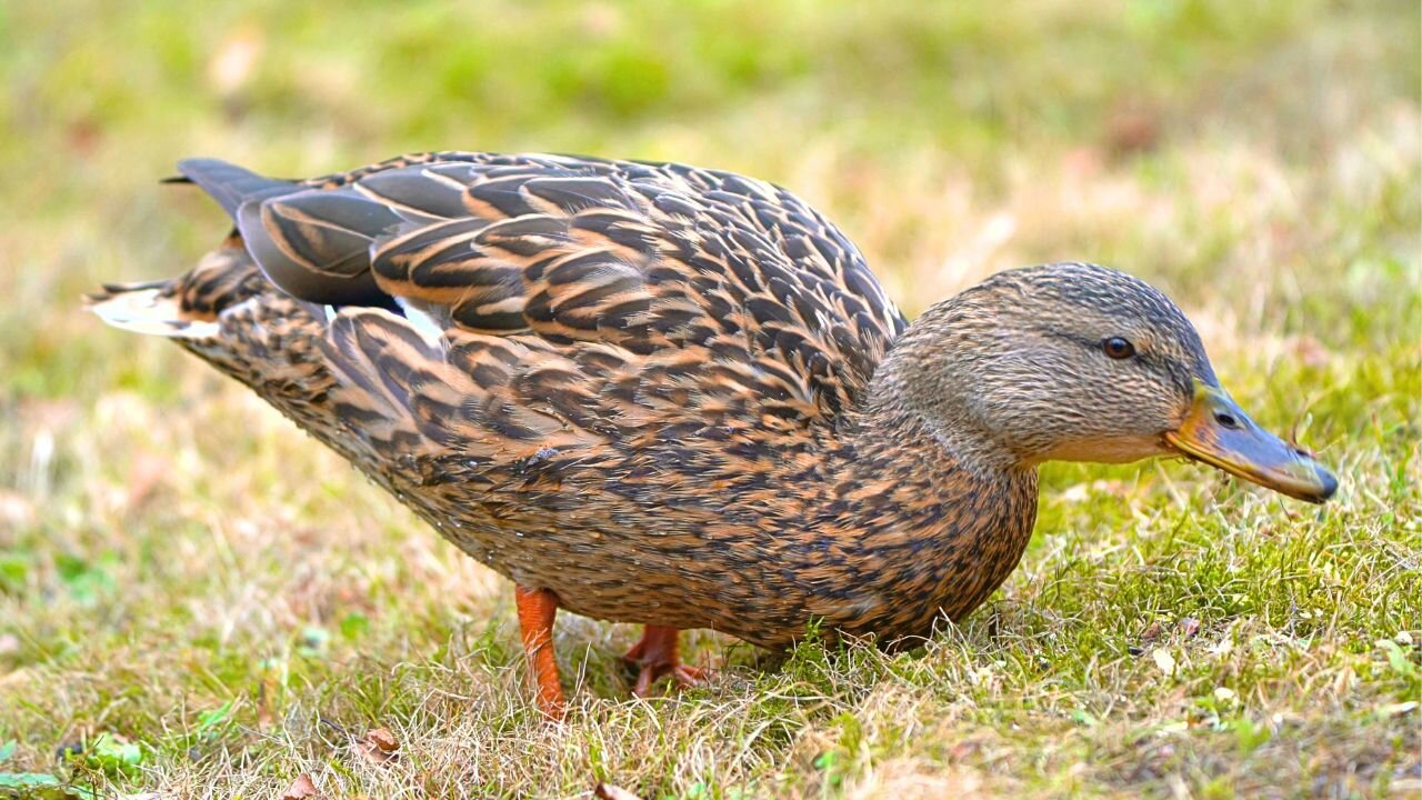 Spring Lunch for Mallard Duck Couple. Hen Eats Before Drake