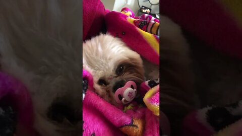 cachorrinha bebê - chupeta