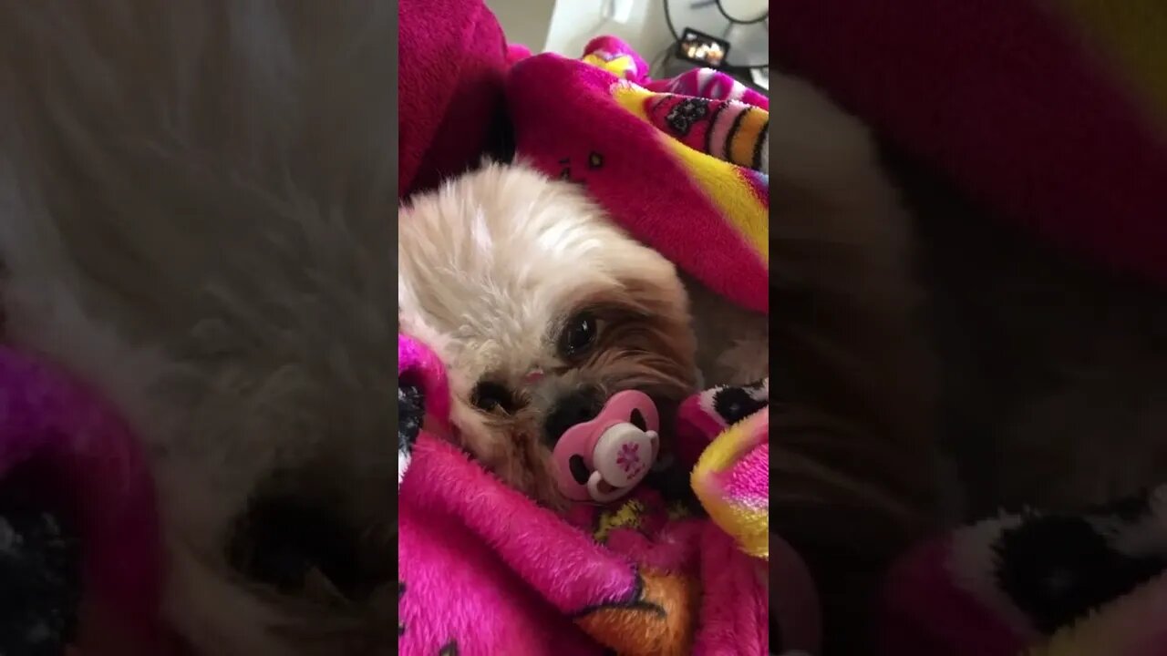 cachorrinha bebê - chupeta