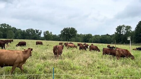 This is the perfect Gama Grass field residual to leave after grazing.