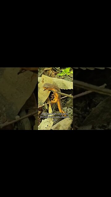 Eastern newt under a log!