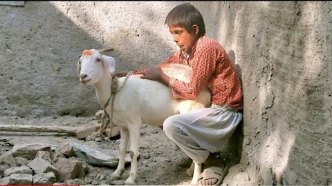 Amazing Man With His Goat || US Animals