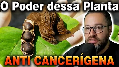 MUCUNA E EXTRATO DE ROMÃ, O PODER MEDICINAL DESSAS PLANTAS