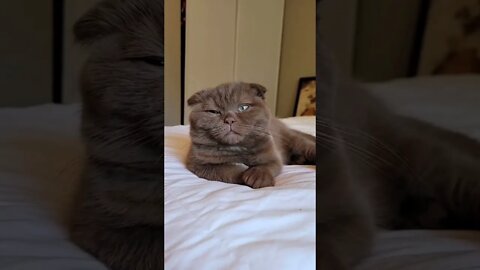 Cute brown cat best tiktok video 2021 #shorts