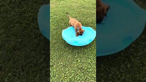 Katie on top. LonelyCreek bullmastiff puppies balancing act. 10-24-23