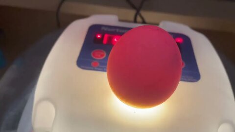 Day 6 of incubating DUCK EGGS! #futurebabies #animals