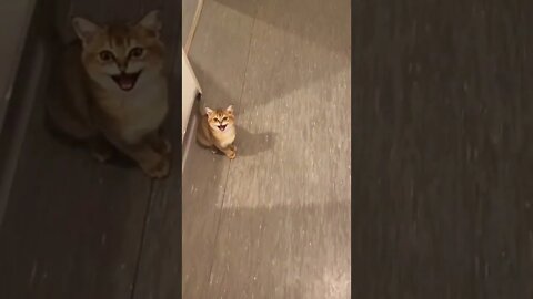 cute cate videos funny cat #siren #cat #shorts #2022 #muy #tags