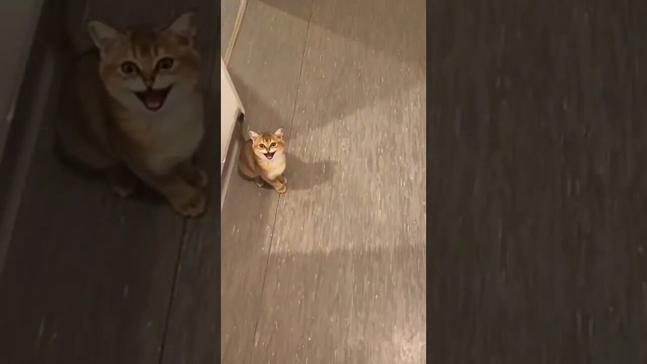 cute cate videos funny cat #siren #cat #shorts #2022 #muy #tags