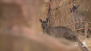 Cincinnati Zoo prepares new adventure for 2021, rethinks expansion plans amid pandemic