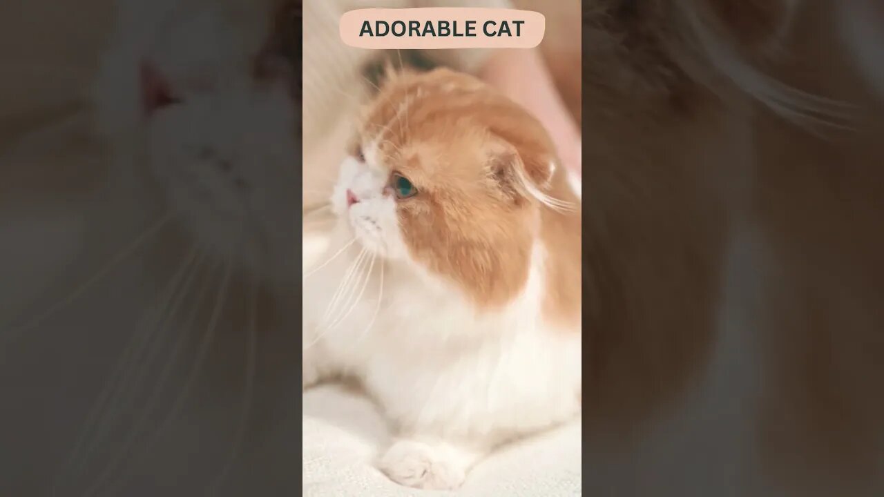 🐈Adorable Cat😺Cat 2023😺#shortsfeed #catshorts