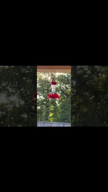 Hummingbirds are here! #nature #hummingbird #backyard