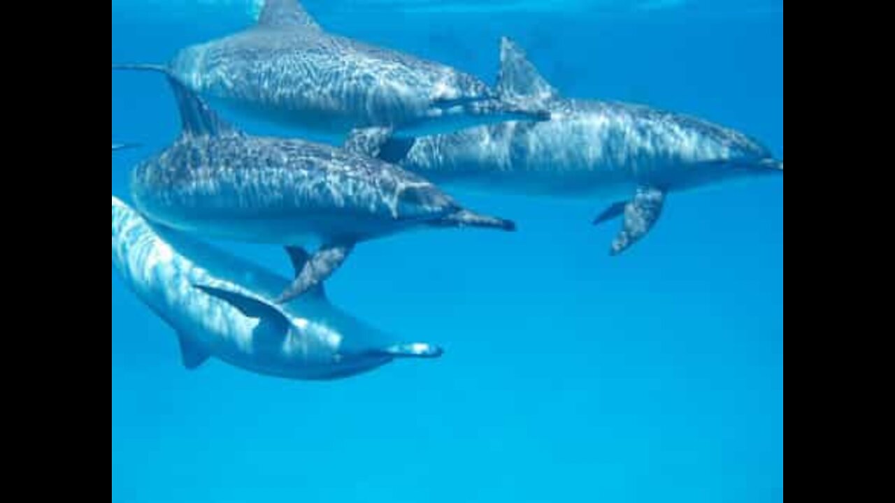 Il nage parmi les dauphins dans la mer Rouge