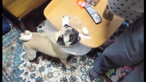 TOP 10 dog barking videos compilation 2021 🐶 Dog barking sound - Funny dogs
