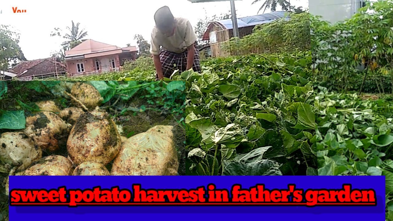 big sweet potato harvest