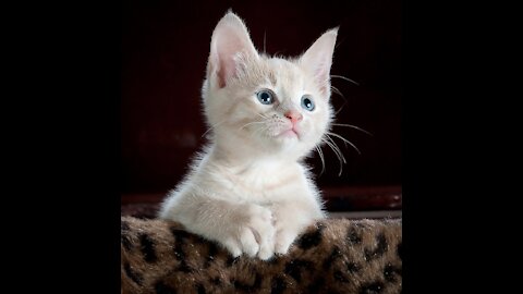 cat puppies playing