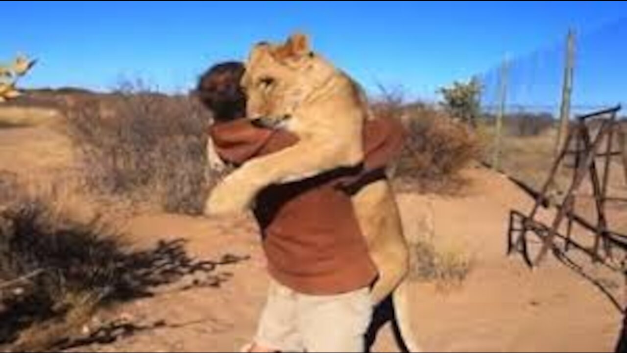 Top 8 heartwarming reunions of animals with owners