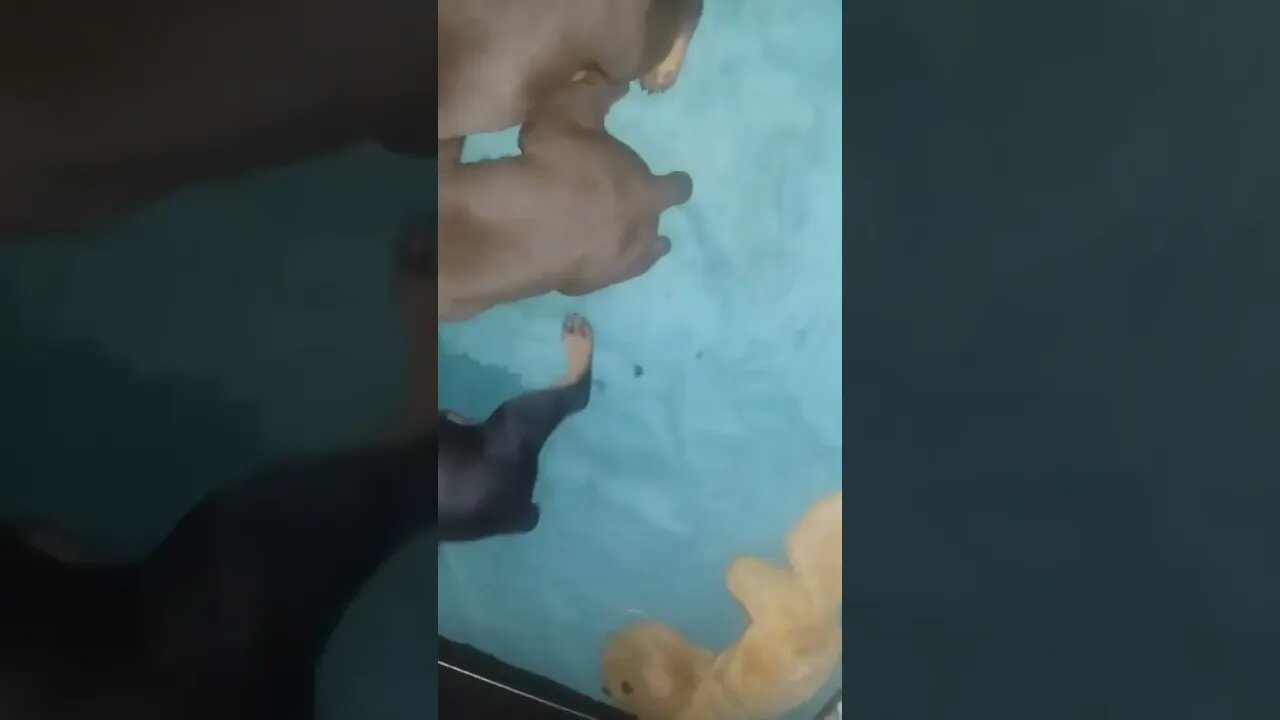 ❤️#dobermanpuppies FIRST big meal!🐶 #doberman #puppies #puppy #dobermanlove #dogs #dobies #mealtime