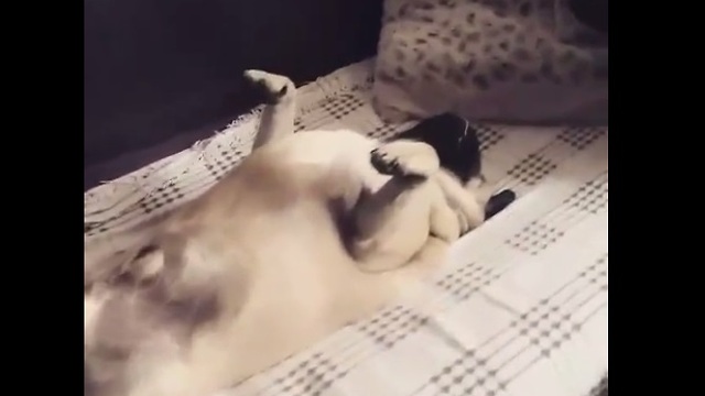 Snoring pug sleeps in hilariously awkward position