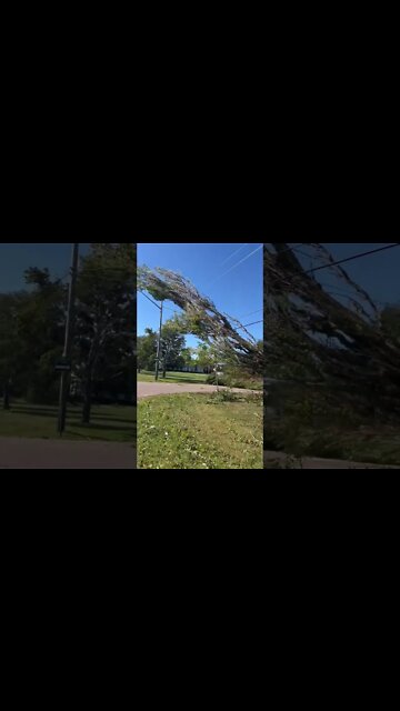 Tree ontop of Power Lines
