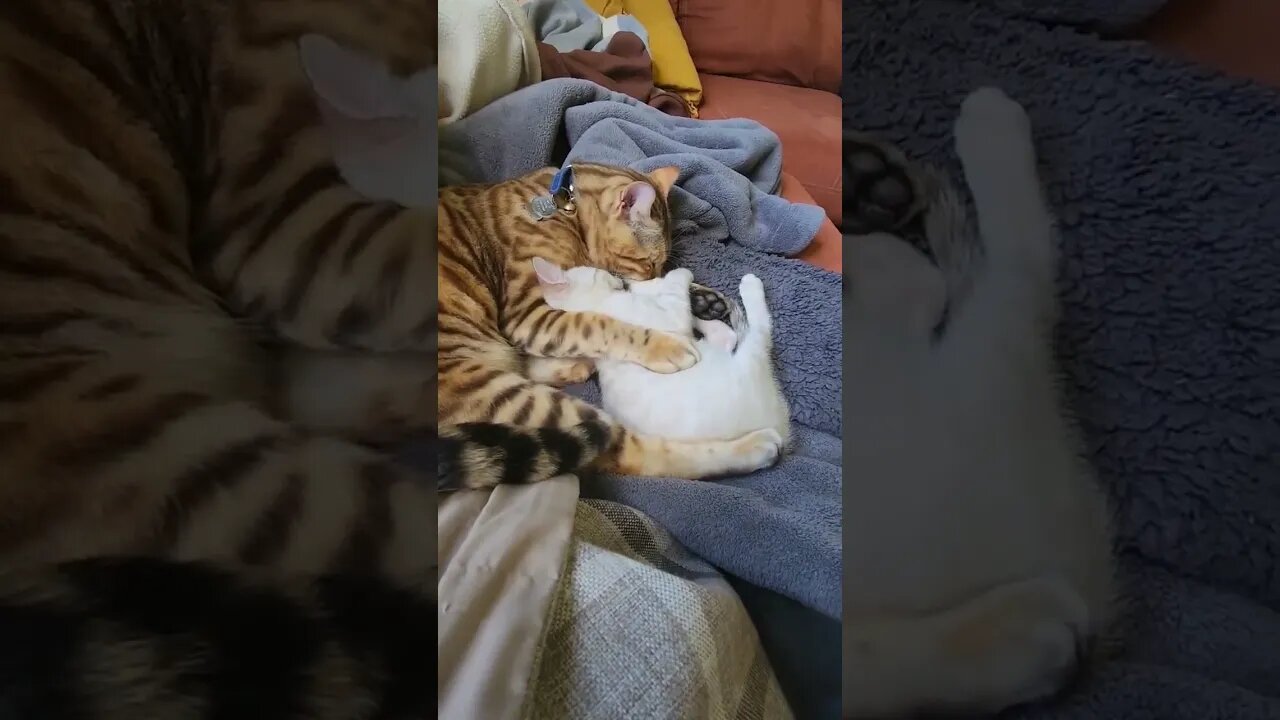 super cute Bengal brothers