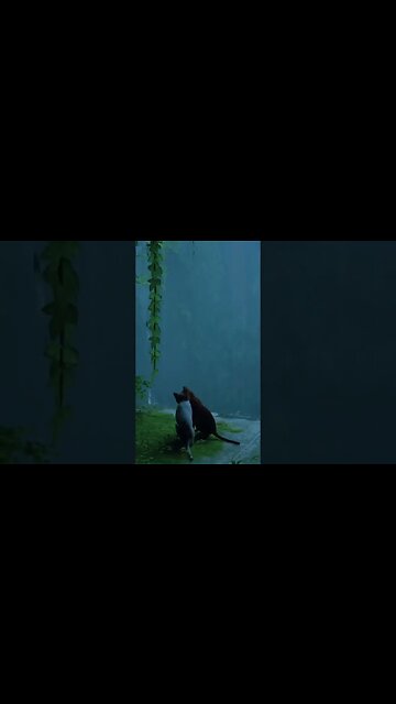 Stray Cat game Clip 3