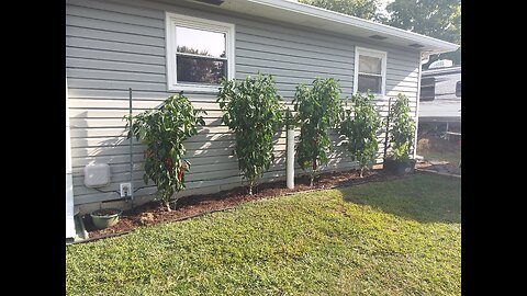 3rd Giant Marconi Pepper Harvest 9/10/24