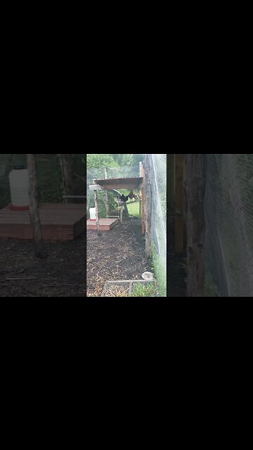 Chickens Doing #chicken stuff #chickens #backyardchickens