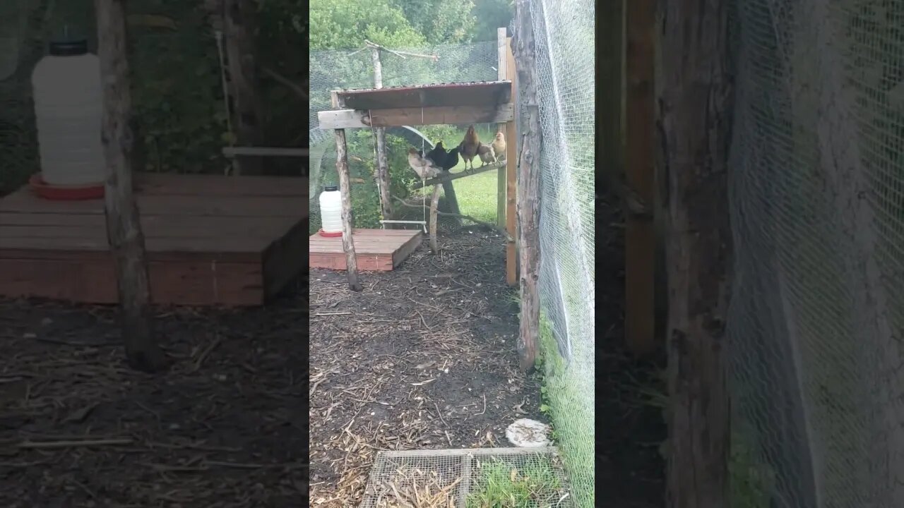 Chickens Doing #chicken stuff #chickens #backyardchickens