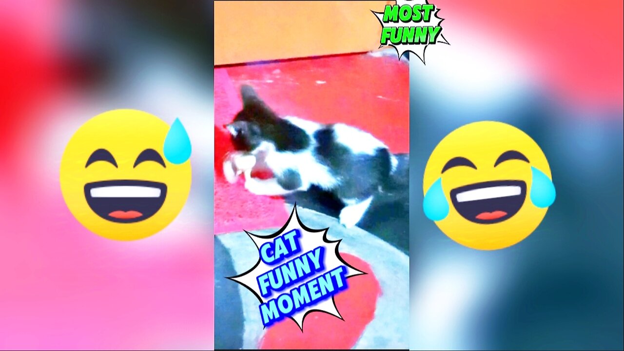 Funny cats moments #funny #rumble #cat