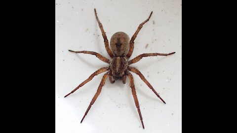 Man Caves, Spiders and Coat Hangers