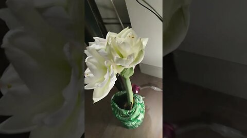 amadeus plant