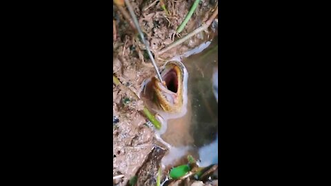 How To Catch Big Eel In Hole 🐟