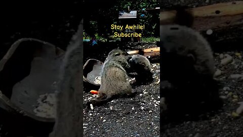 Rumble at the Bowl - Groundhog Youngsters #shorts #animals