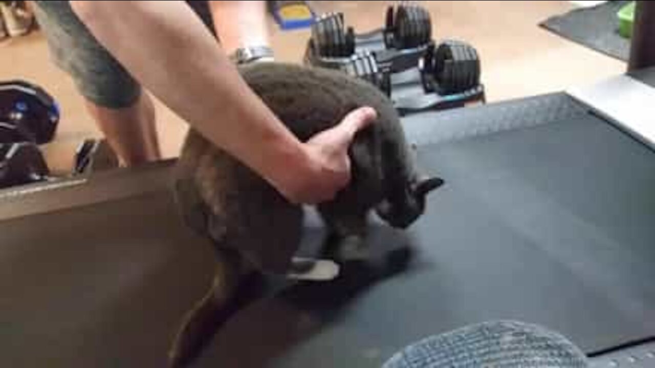 Gato recusa-se a fazer exercício!