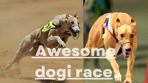 Dogi race