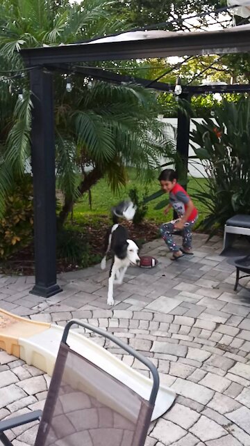 Luna the Sheepadoodle has the zoomies... Just a little.