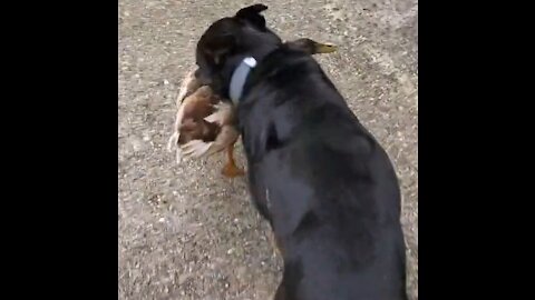 Seedie Stealed Live Duck