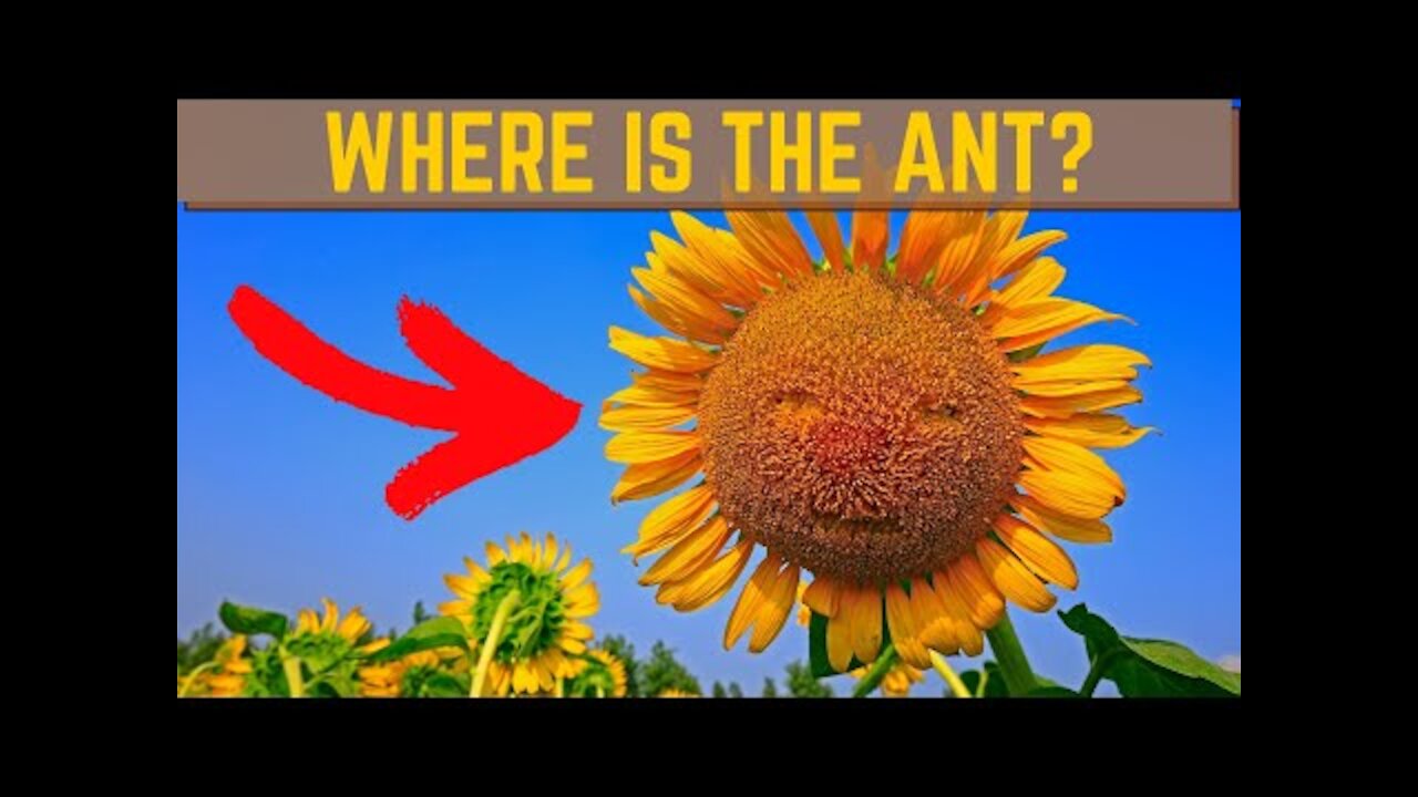 FIND THE ANIMAL | Can you find all the hidden animals? | Part 1
