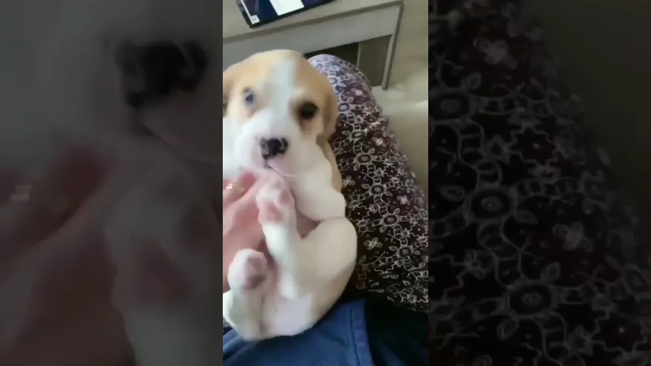 Cute Funny Dog -53