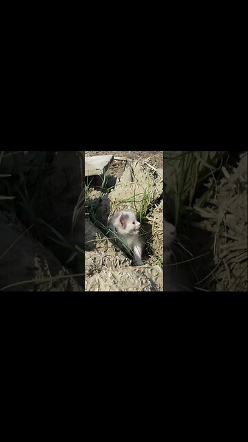 Брошенный котенок на свалке