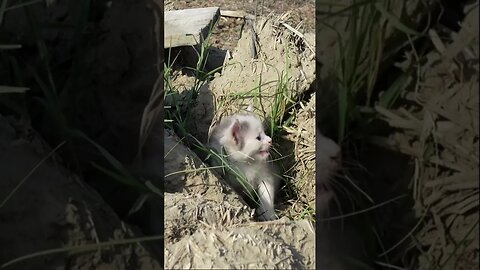 Брошенный котенок на свалке